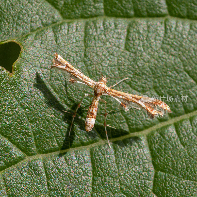 翼龙(Platyptilia carduidactyla)，洋蓟羽毛飞蛾。